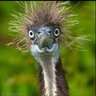 Profilbild von Bipolarcatfish1111