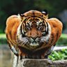 Фото профиля J U N G L E B U N N Y 🐇…