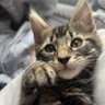 Mari profil fotoğrafı
