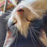 たけぴ。 的头像