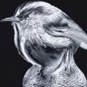 Фото профиля DONTCHECKIT