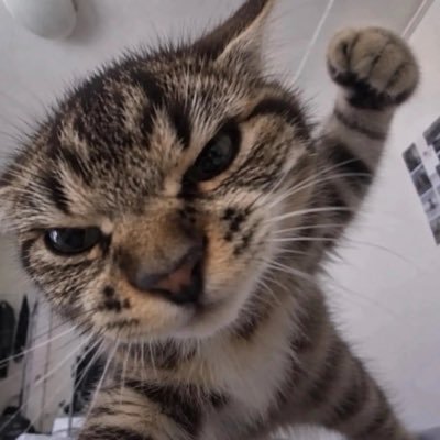 nika_1.4.4m's profile picture