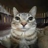 ᥫ᭡'s profile picture