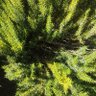 Фото профиля Carolinamendoza