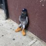 CaniSoCool's profile picture