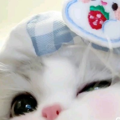 Catttvideo's profile picture