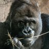 Gorilla 的头像