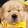 Chubby 🐶🪐💚🐥🐊🐍🐻🐼🎸🦈 的头像