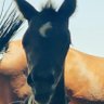 مسافر's profile picture