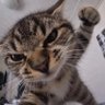 hardest cats 的头像