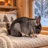 Profilbild von chinchillas-C