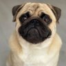 César's profile picture