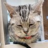 へっぽこはは profil fotoğrafı