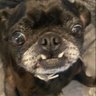 Profilbild von pugspiracy 🇺🇸