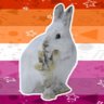 Фото профиля butch rabbit 🔜 MFF