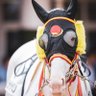 無職になった双極持ちお馬のけんちゃん🐴 profil fotoğrafı