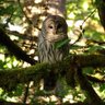 PNW ADVENTURES profil fotoğrafı