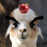 LLAMAKONIO | Requests Closed profil fotoğrafı