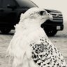 Fahad Al-Enezi💆🏻 profil fotoğrafı