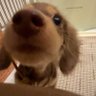 cʚĭɞ's profile picture