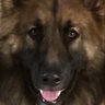Profilbild von Laurie