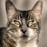 Profilbild von Yoogly Zoogly, The Beloved Hollywood Cat