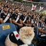 Gato vascaíno's profile picture