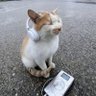 Profilbild von 砂糖