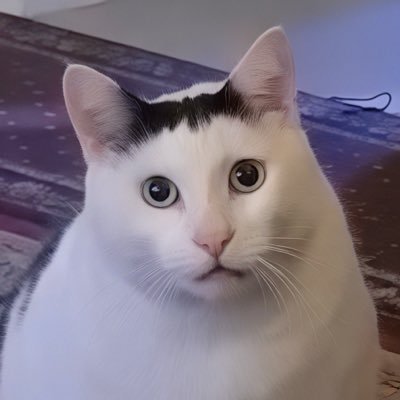 早退ネコ's profile picture
