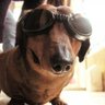 scoob's profile picture