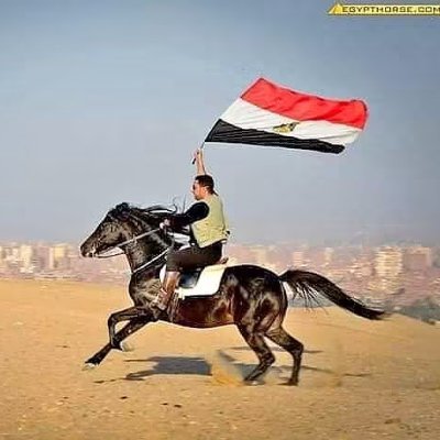 أيمن نور 🇪🇬🇪🇬 📿📿's profile picture
