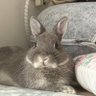 liyang profil fotoğrafı