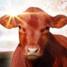 Red Cow profil fotoğrafı