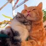 meownightmemories 的头像