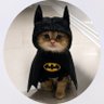 Bruce Wayne 的头像