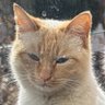ふにゃちωこ隊長🐱 profil fotoğrafı