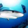 Pacer Shark 🇺🇸✝️☦️🇷🇺 profil fotoğrafı