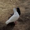 وردة profil fotoğrafı
