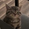 Фото профиля Felix