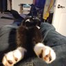 Фото профиля El Gato Apologeto