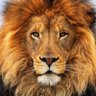 Cat's profile picture