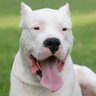 Profilbild von Cachorro do Goleiro Bruno