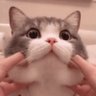 Фото профиля あんちょび