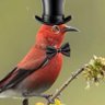bird of the day appreciator 的头像