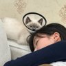 Samoye profil fotoğrafı