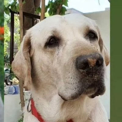 TheTribhuvan's profile picture
