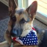 The Dog's profile picture