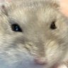 beigeどぶネズミ's profile picture