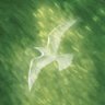 立秋's profile picture