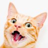 Funny Cats 的头像